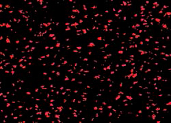 Sportec color - schwarz-rot